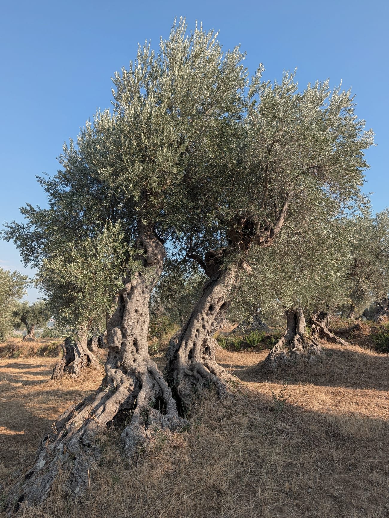 A centuries-old olive tree with a twisted double trunk, standing alone on dry summer grass under a clear sky