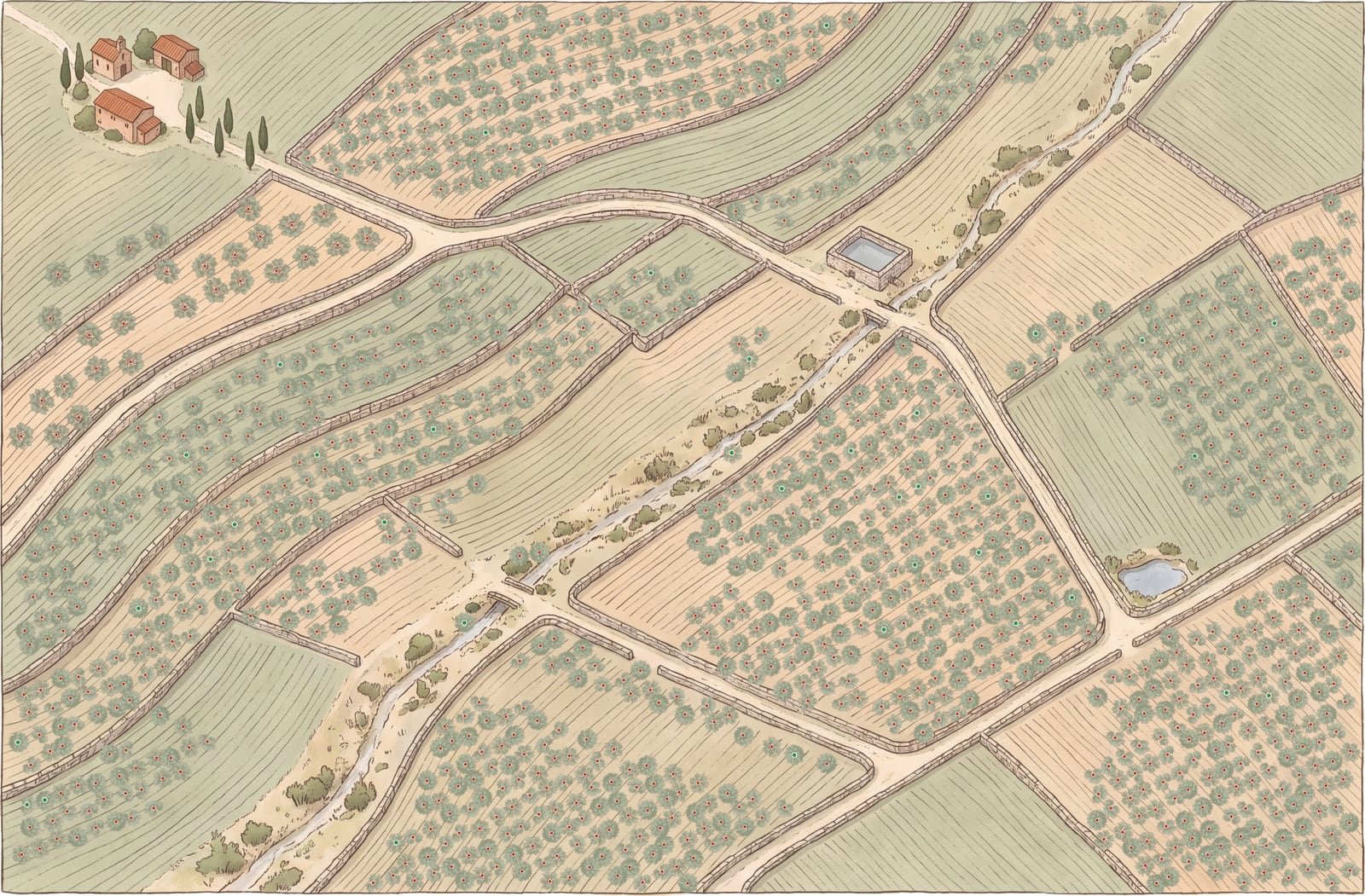 The estate map: a hand-drawn plate of fields and tracks, olive canopies in rows, a red dot on every adopted tree and a green one on the few still available